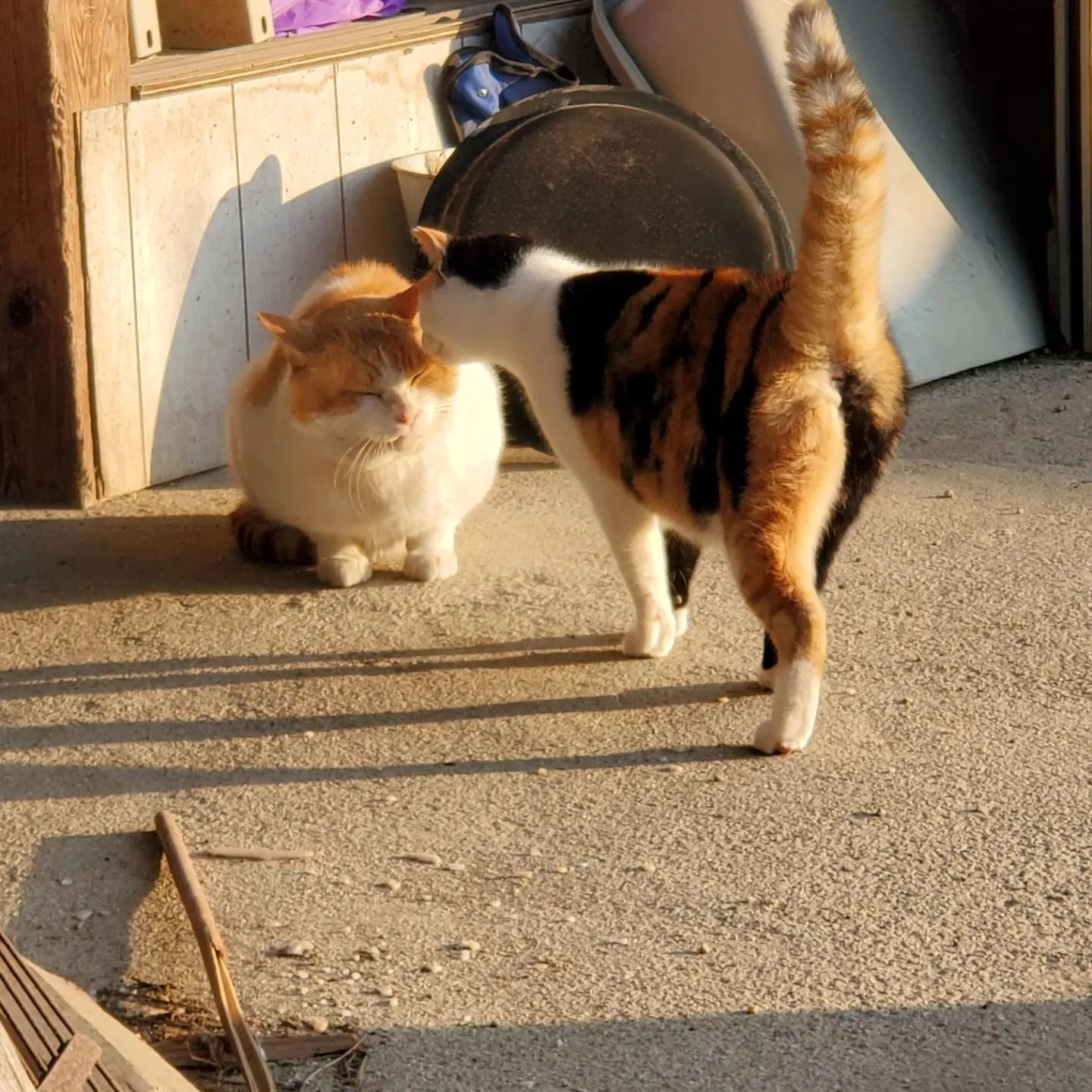 もずくさんが、パパに近づいてるのは、初めてみたなー😍