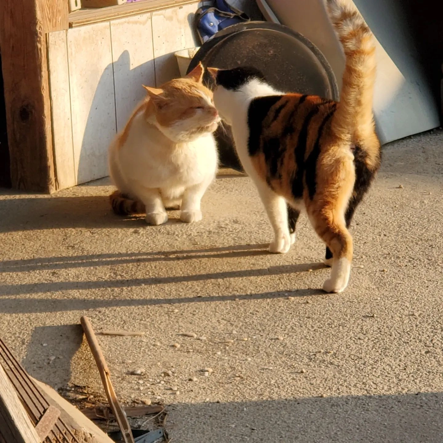 もずくさんが、パパに近づいてるのは、初めてみたなー😍