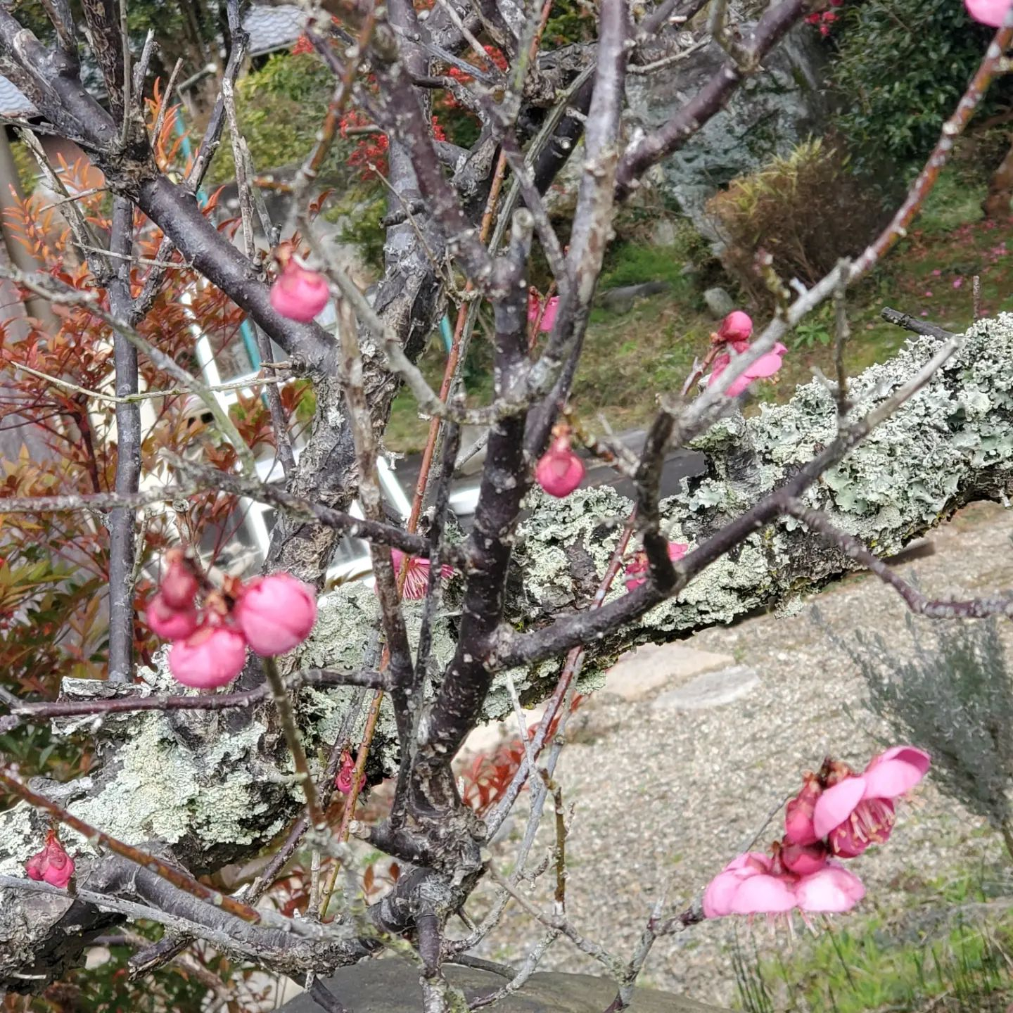 今年はぬくたいんやなー