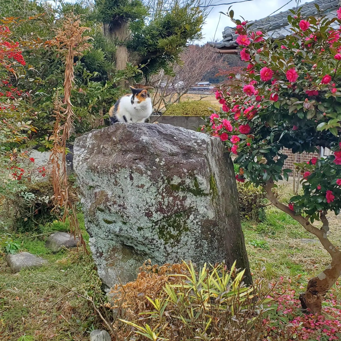 今年はぬくたいんやなー