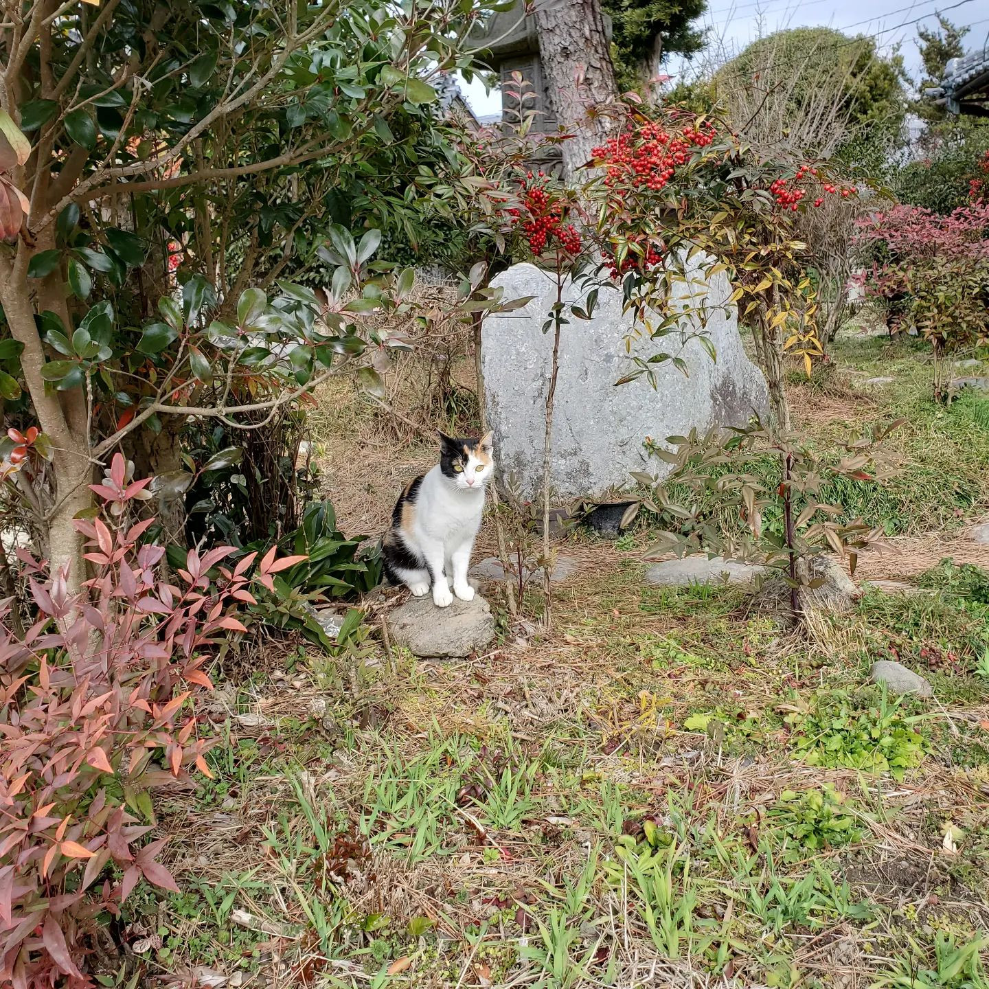 猫は🎵コタツで🎵丸くならないらしいです😆