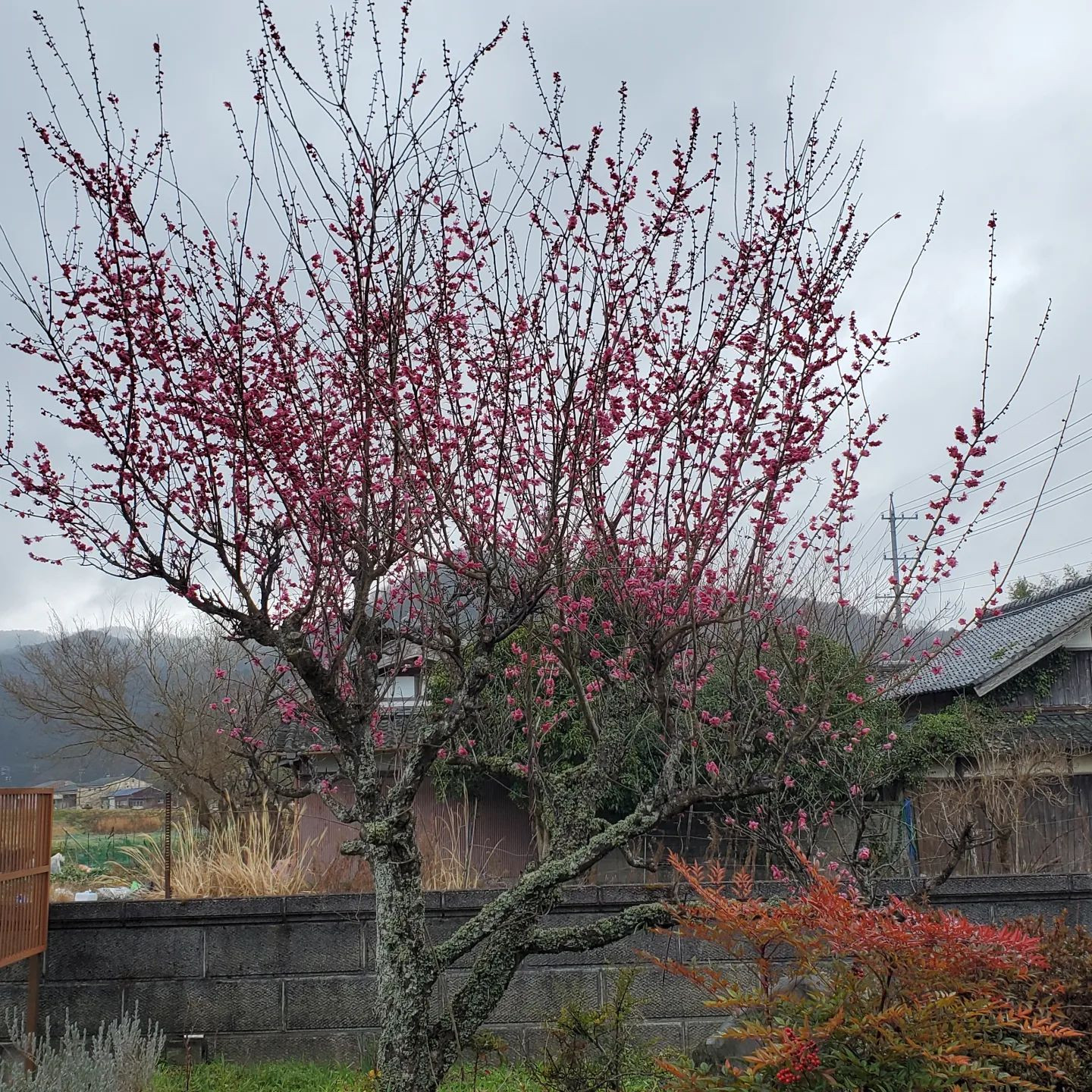 今年は暖冬と聞いていたけど…