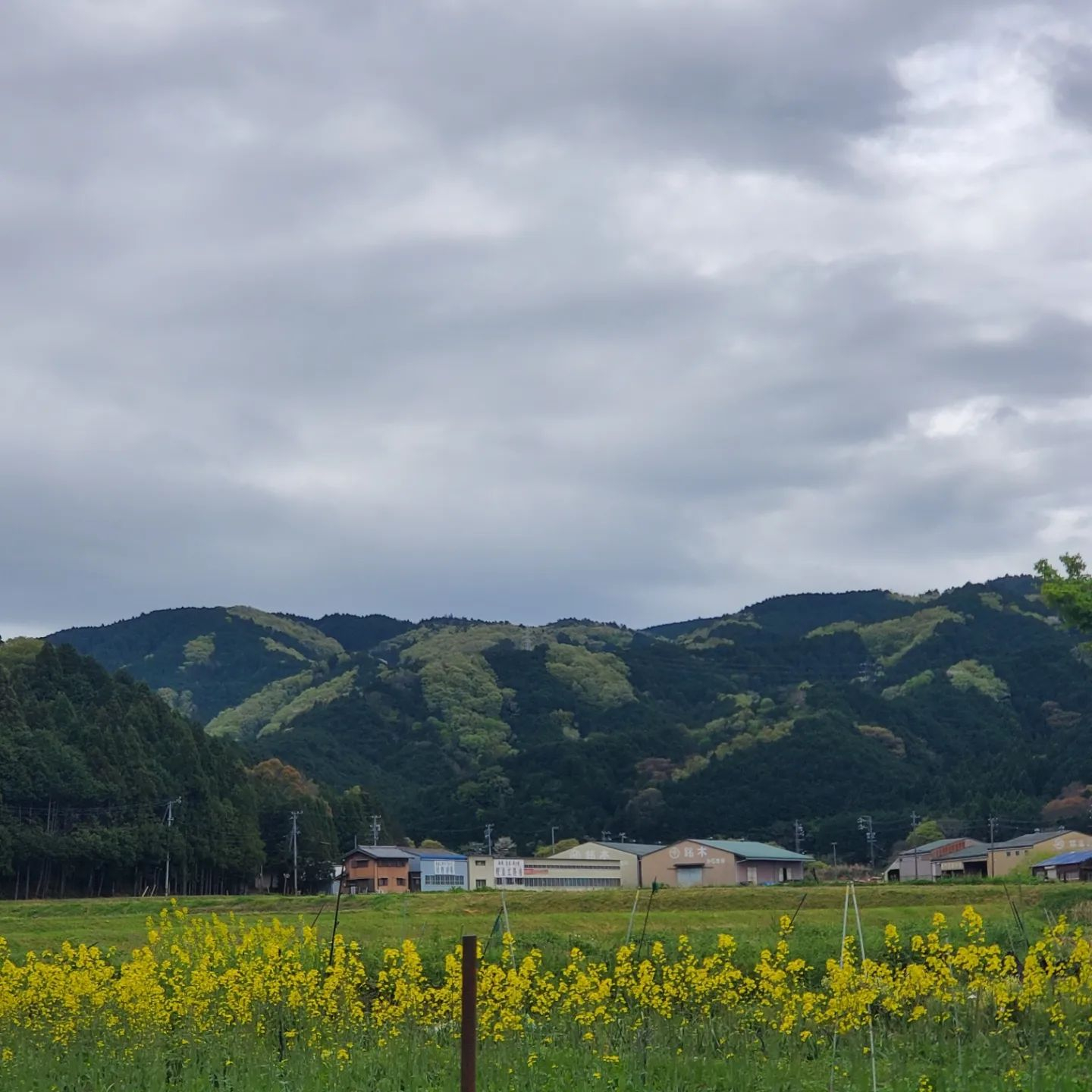 半分草刈り終わった🤗