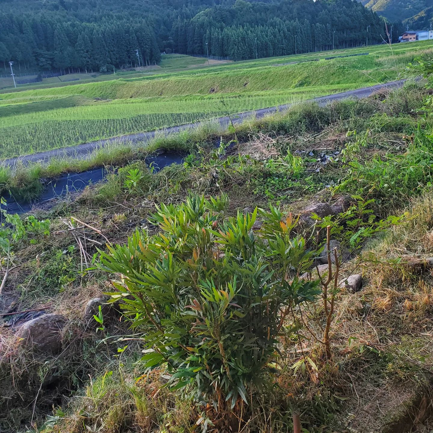 ボーボーやった裏の畑の草が狩れました。