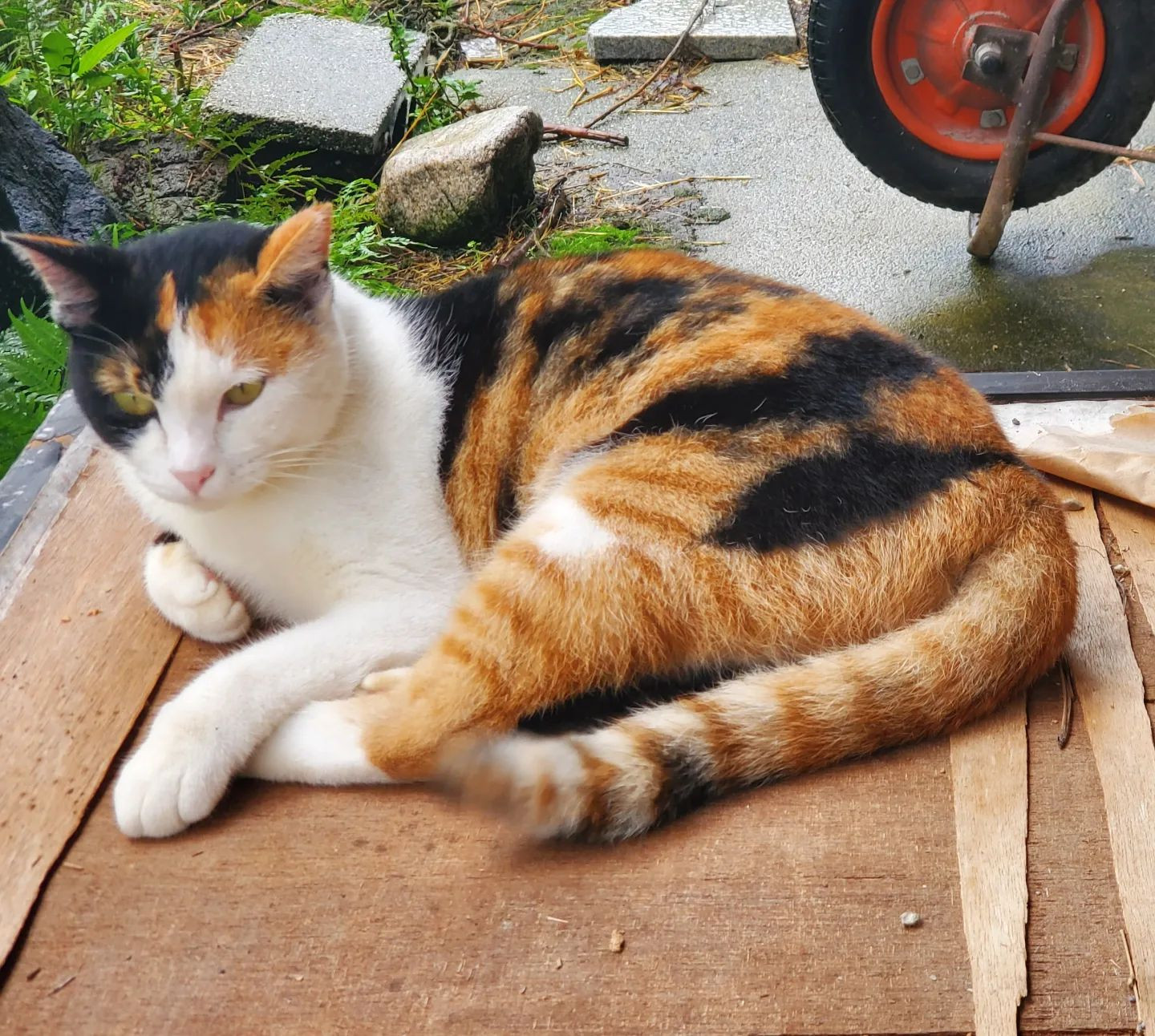 今日は雨なので、もずくさんは