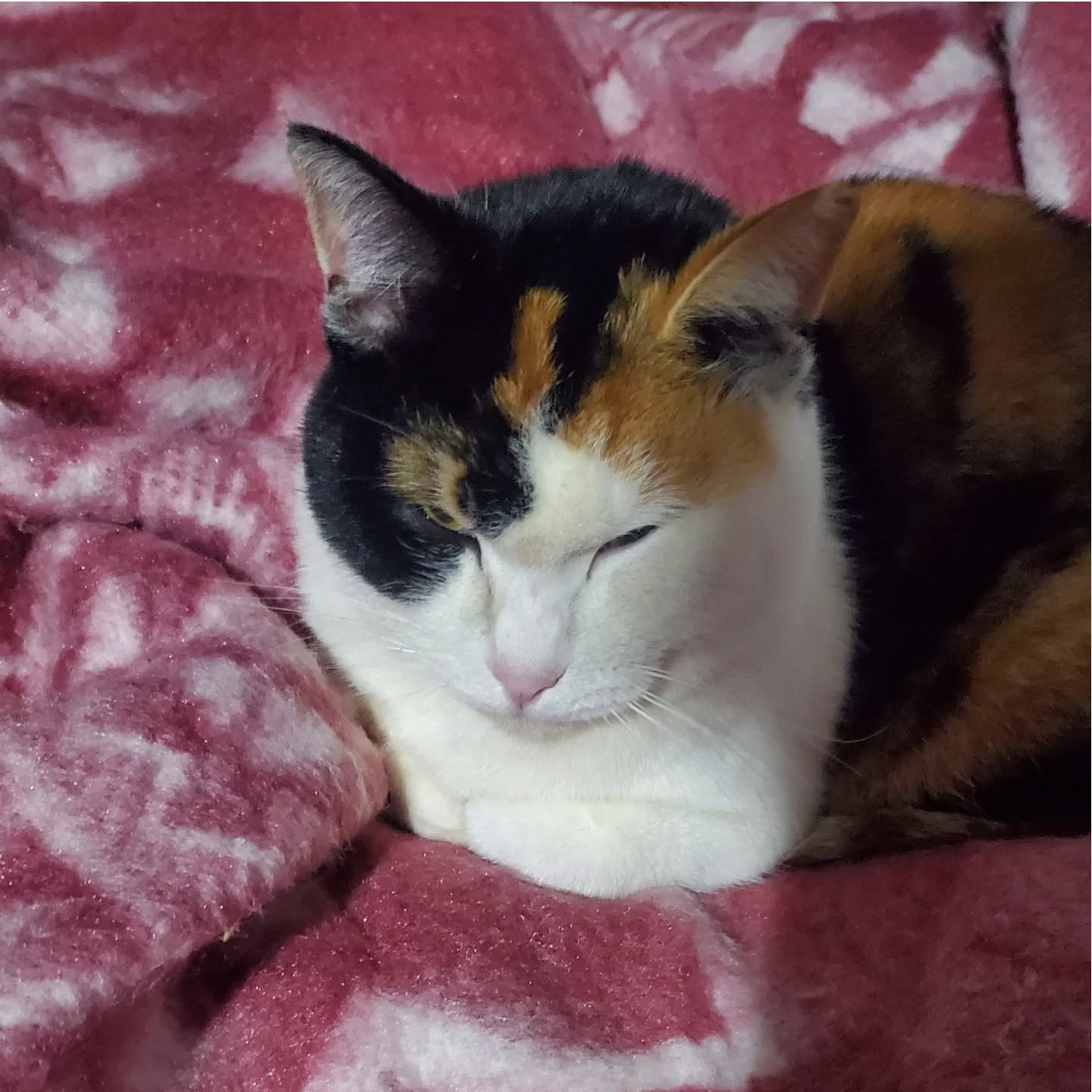 寒い日はストーブがいいねー炎🔥見て、