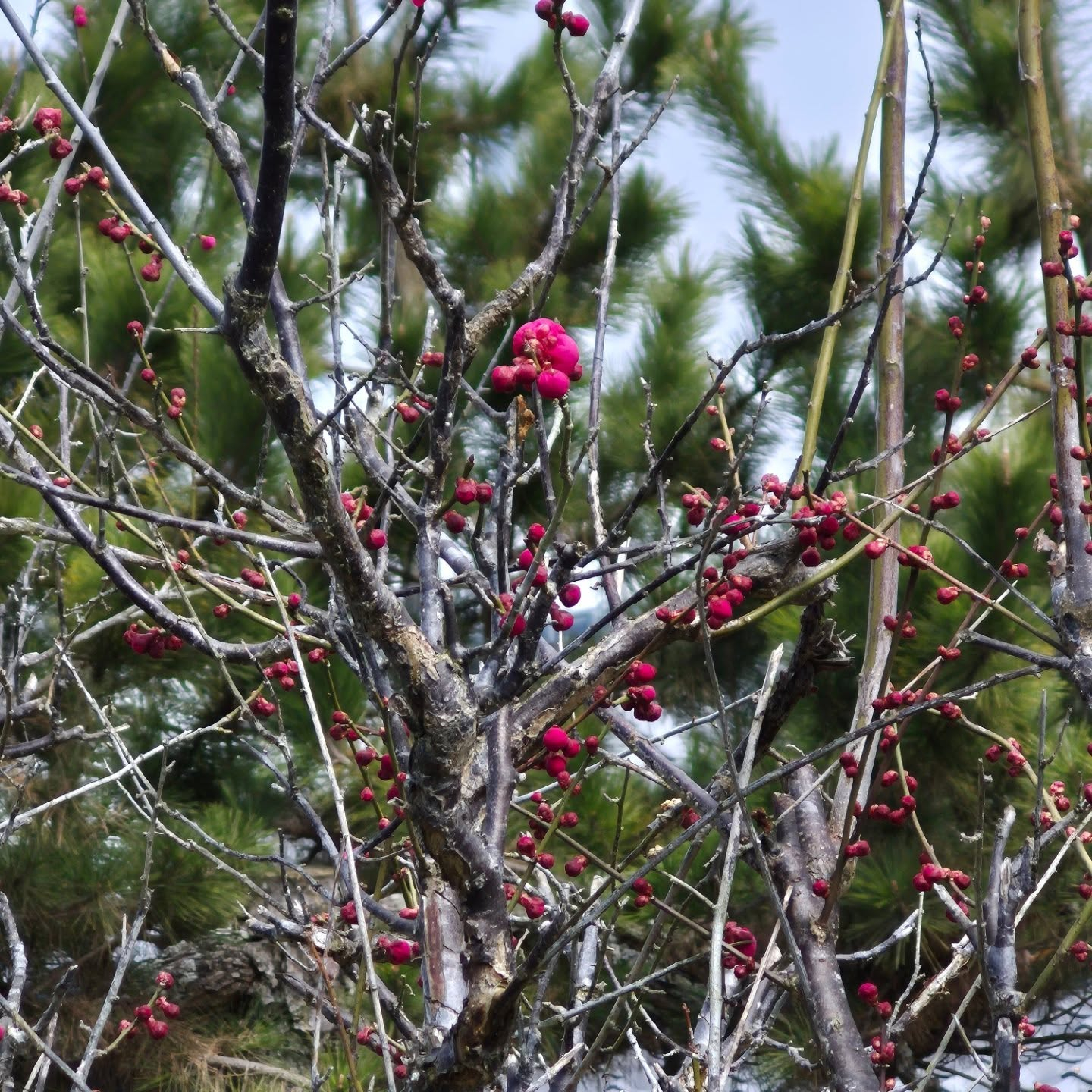 我が家のあっちこっちの梅が咲いてきた。