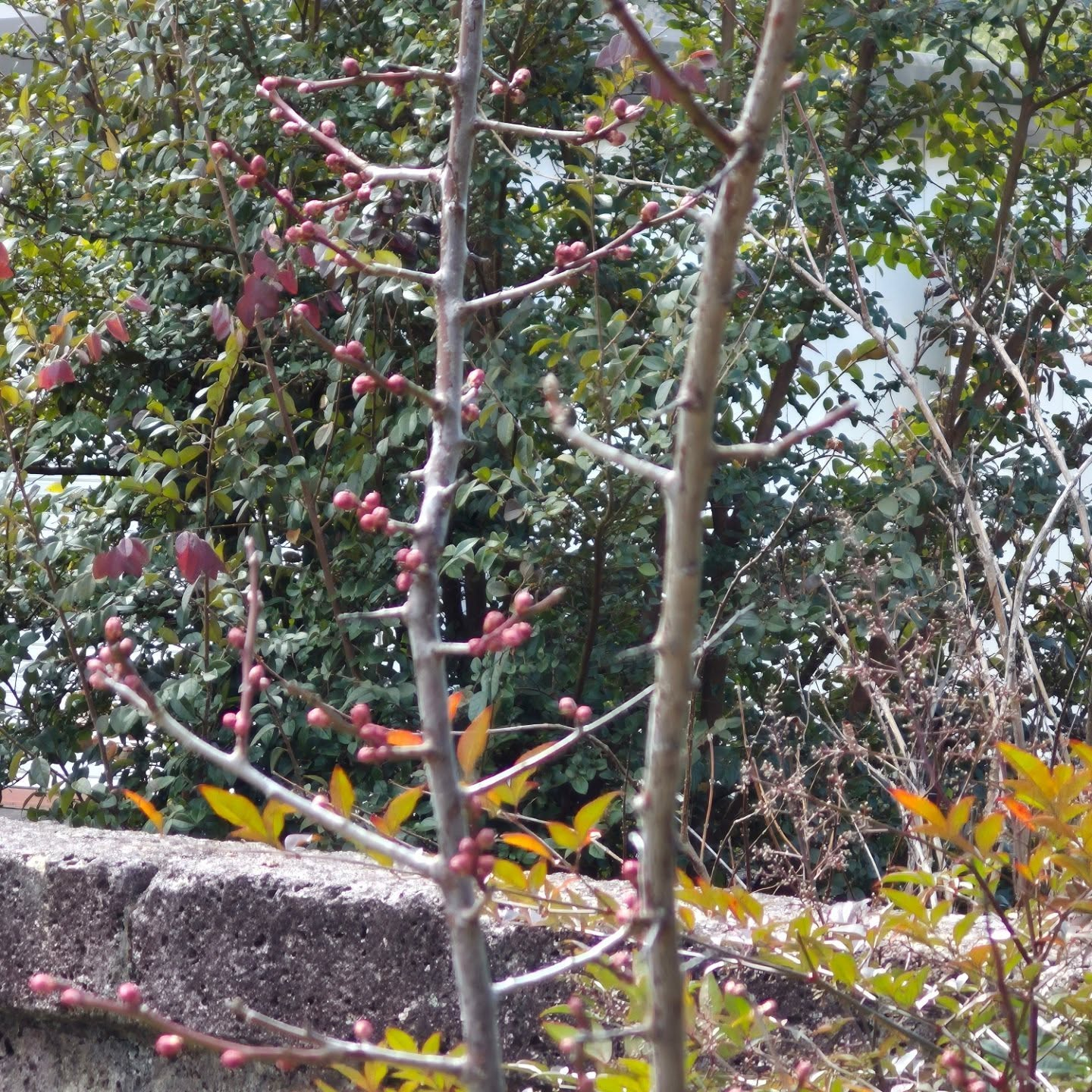 我が家のあっちこっちの梅が咲いてきた。