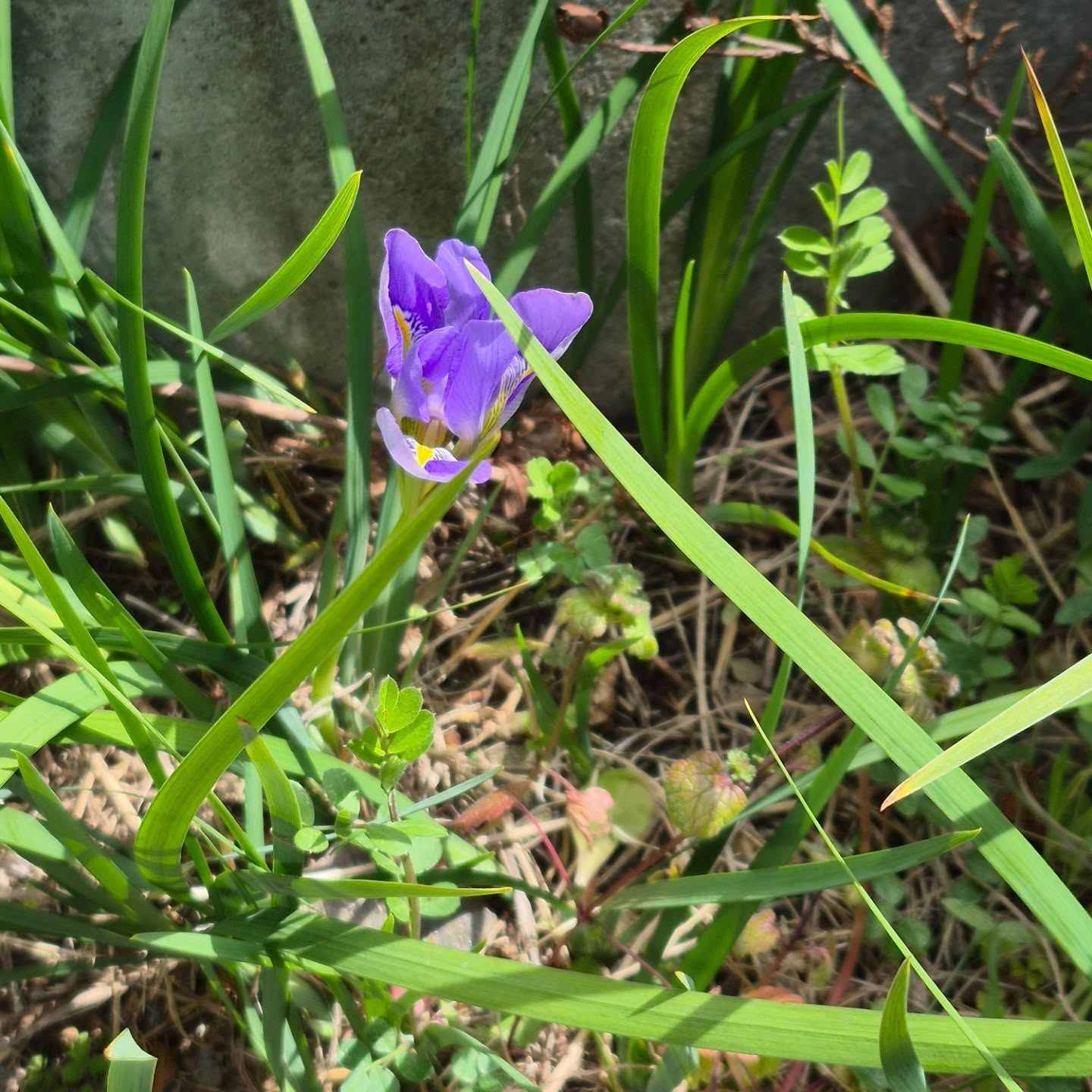 我が家のあっちこっちの梅が咲いてきた。