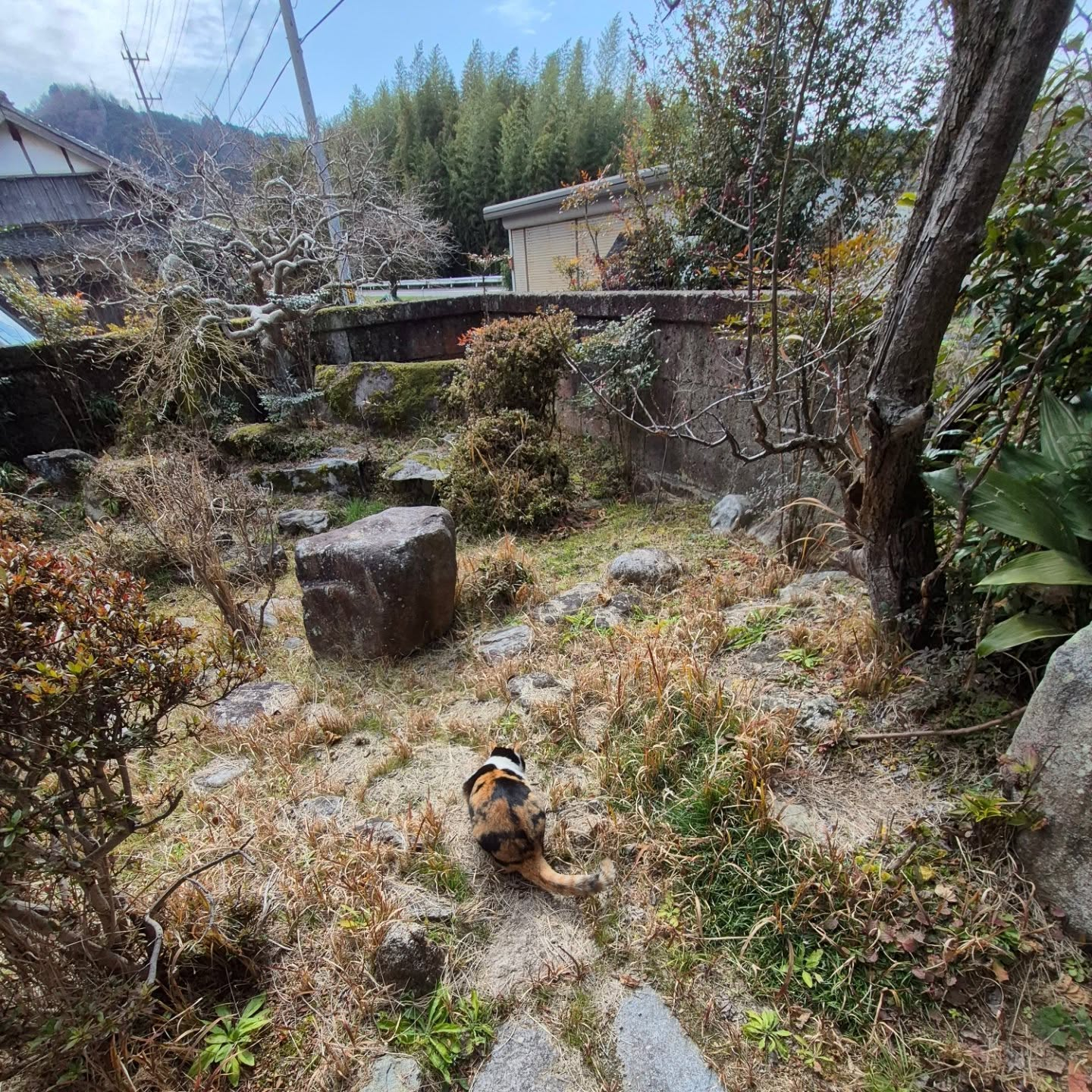 我が家のあっちこっちの梅が咲いてきた。