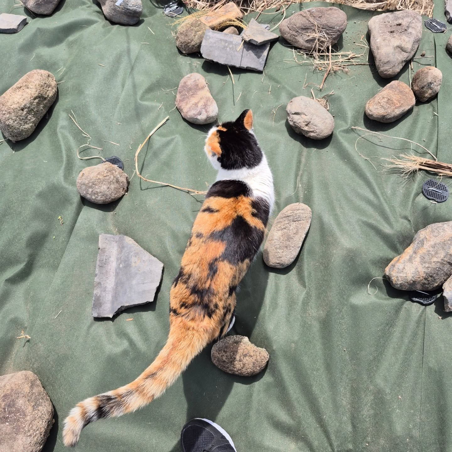 春が近いので、叔母に手伝って貰って