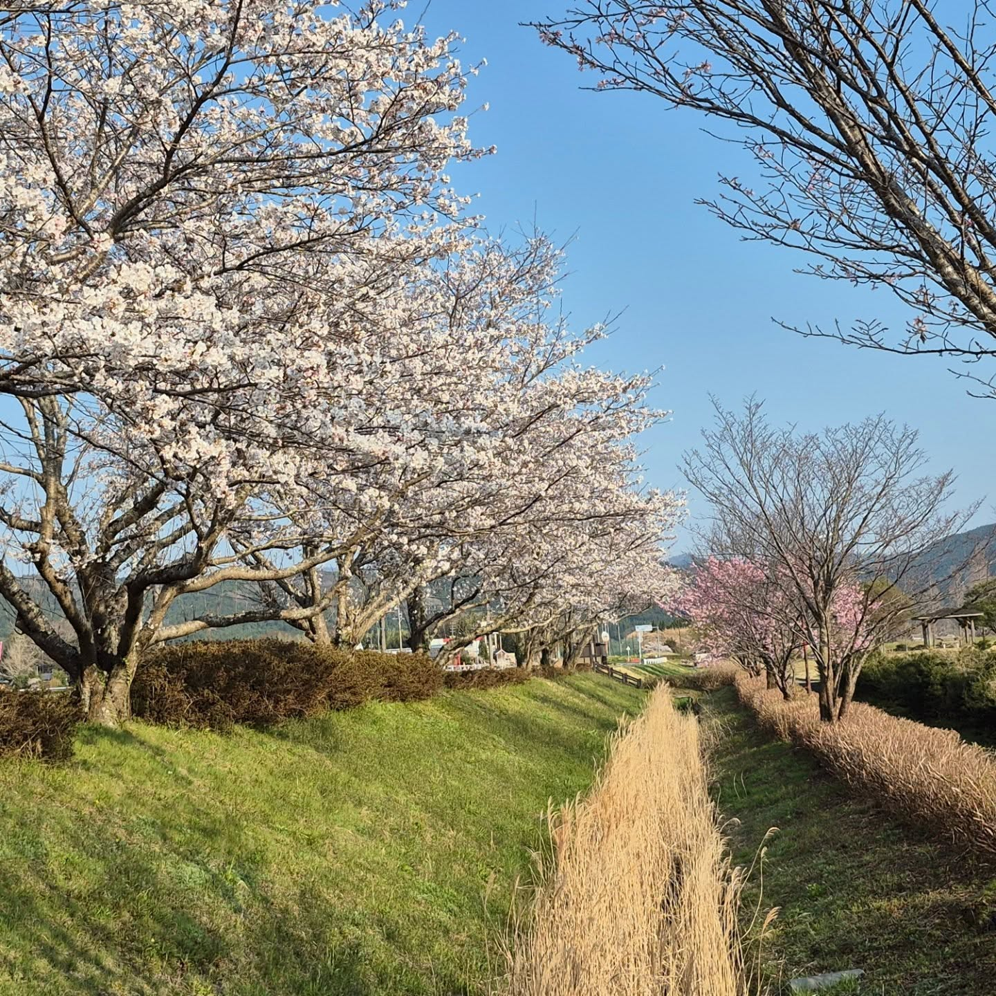 田舎の桜もようやく満開