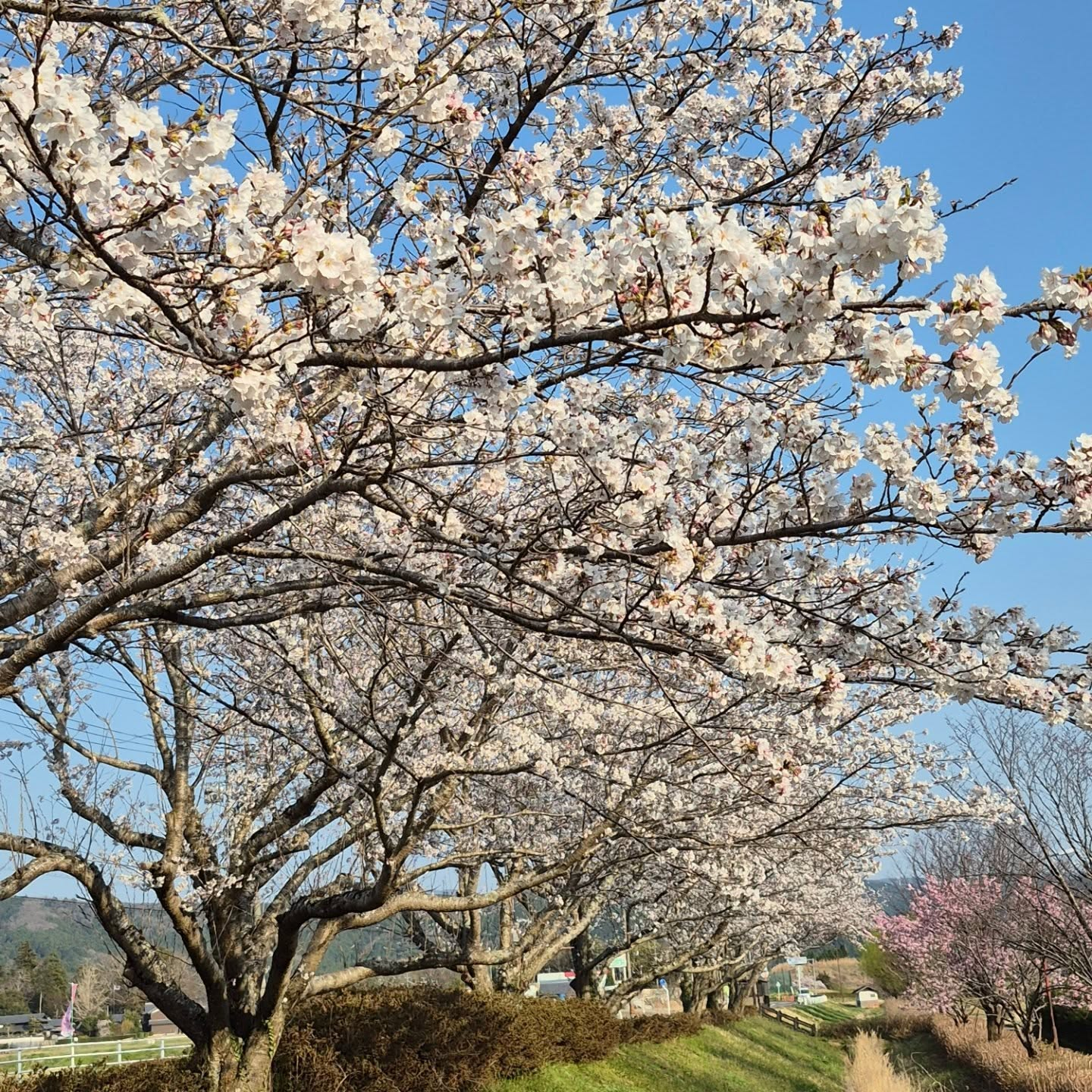 田舎の桜もようやく満開