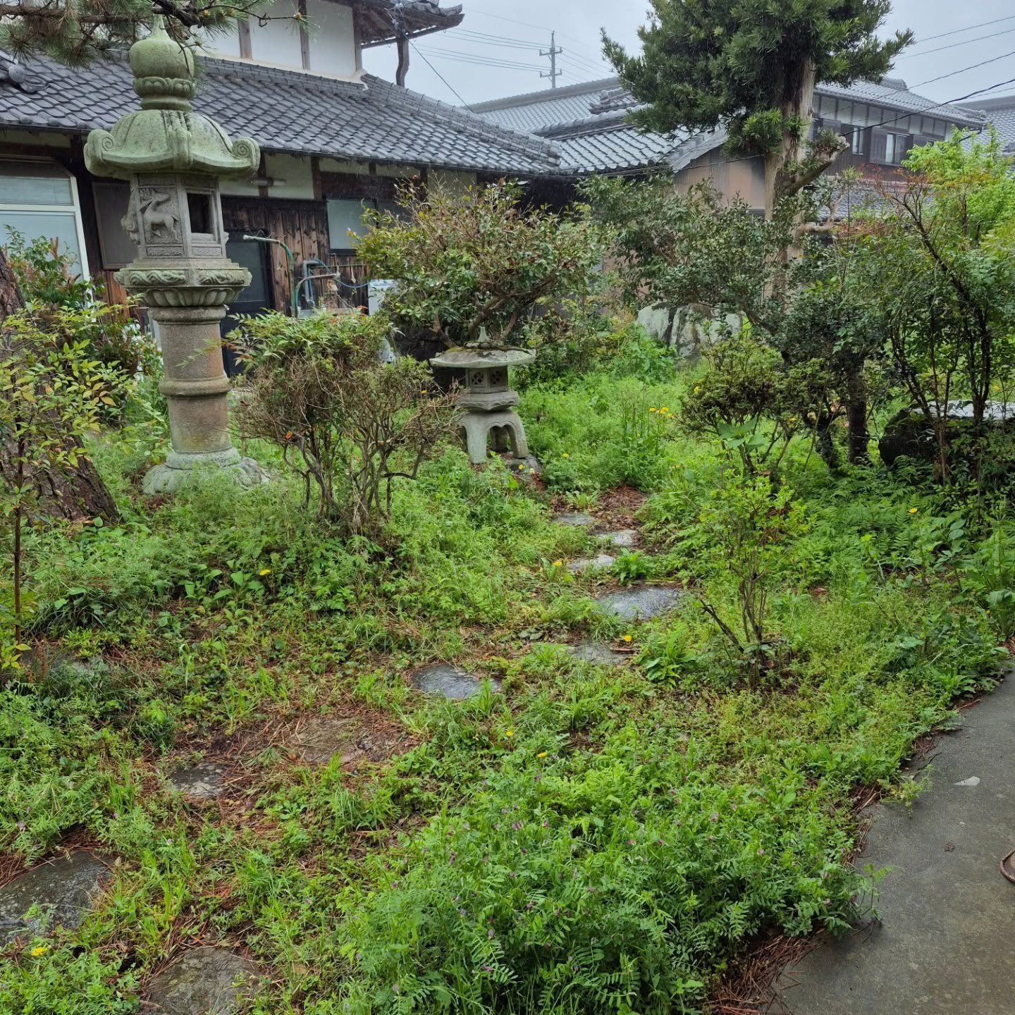 雨降って、高温で草ボーボー😫