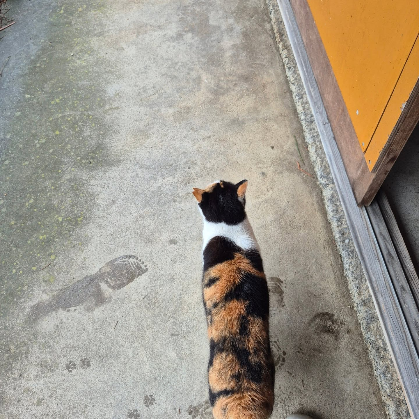 雨降って、高温で草ボーボー😫