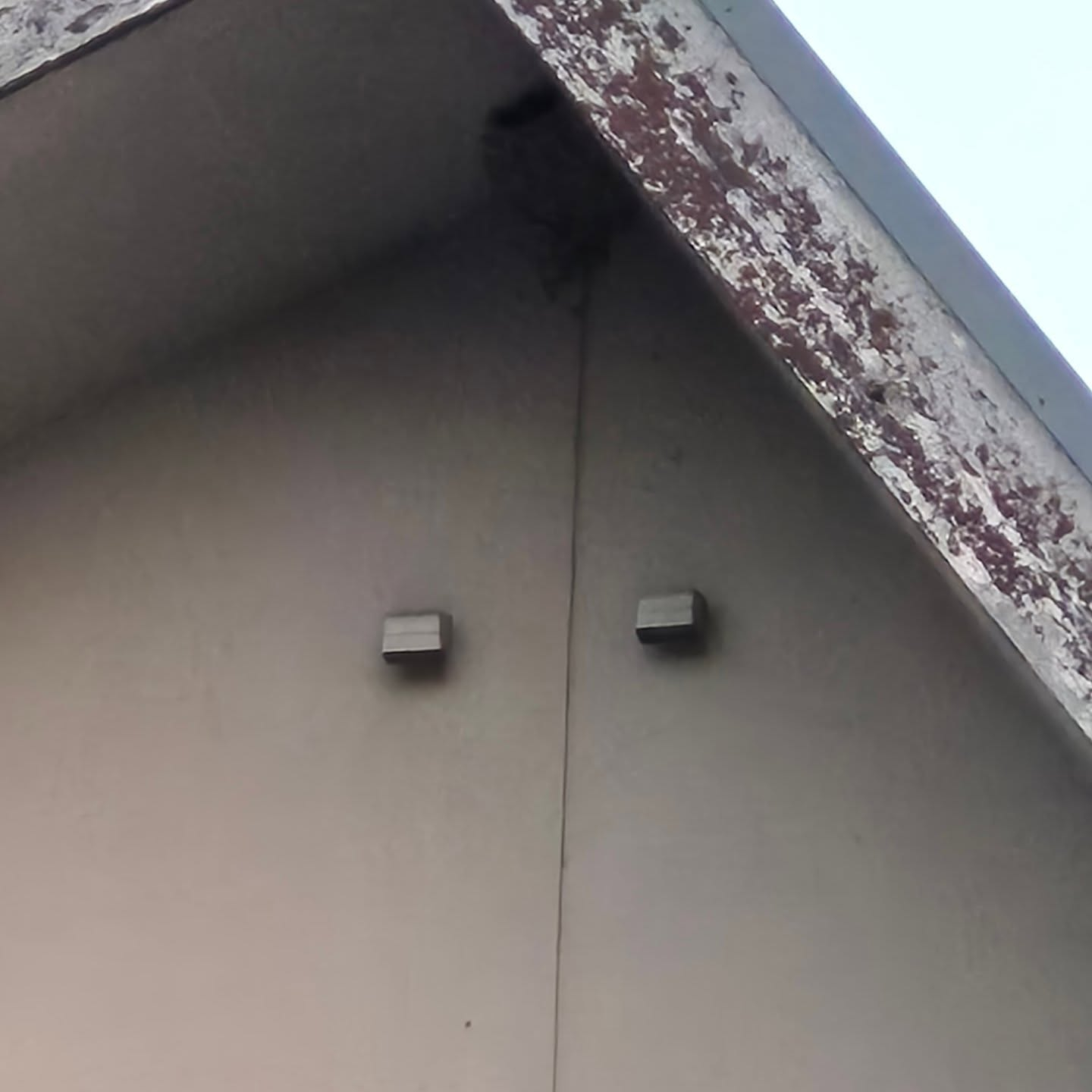 今年はツバメさんが