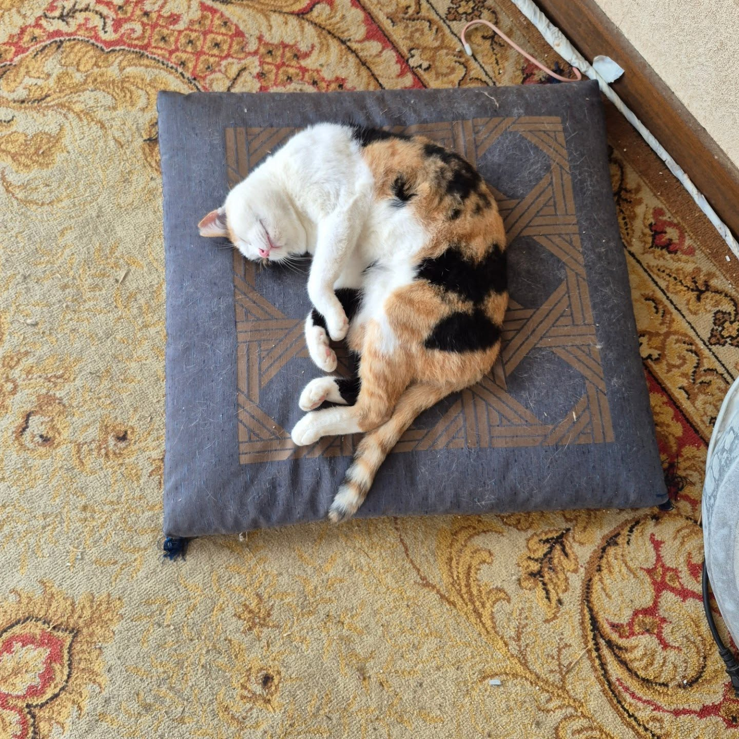 無防備に寝てる😴