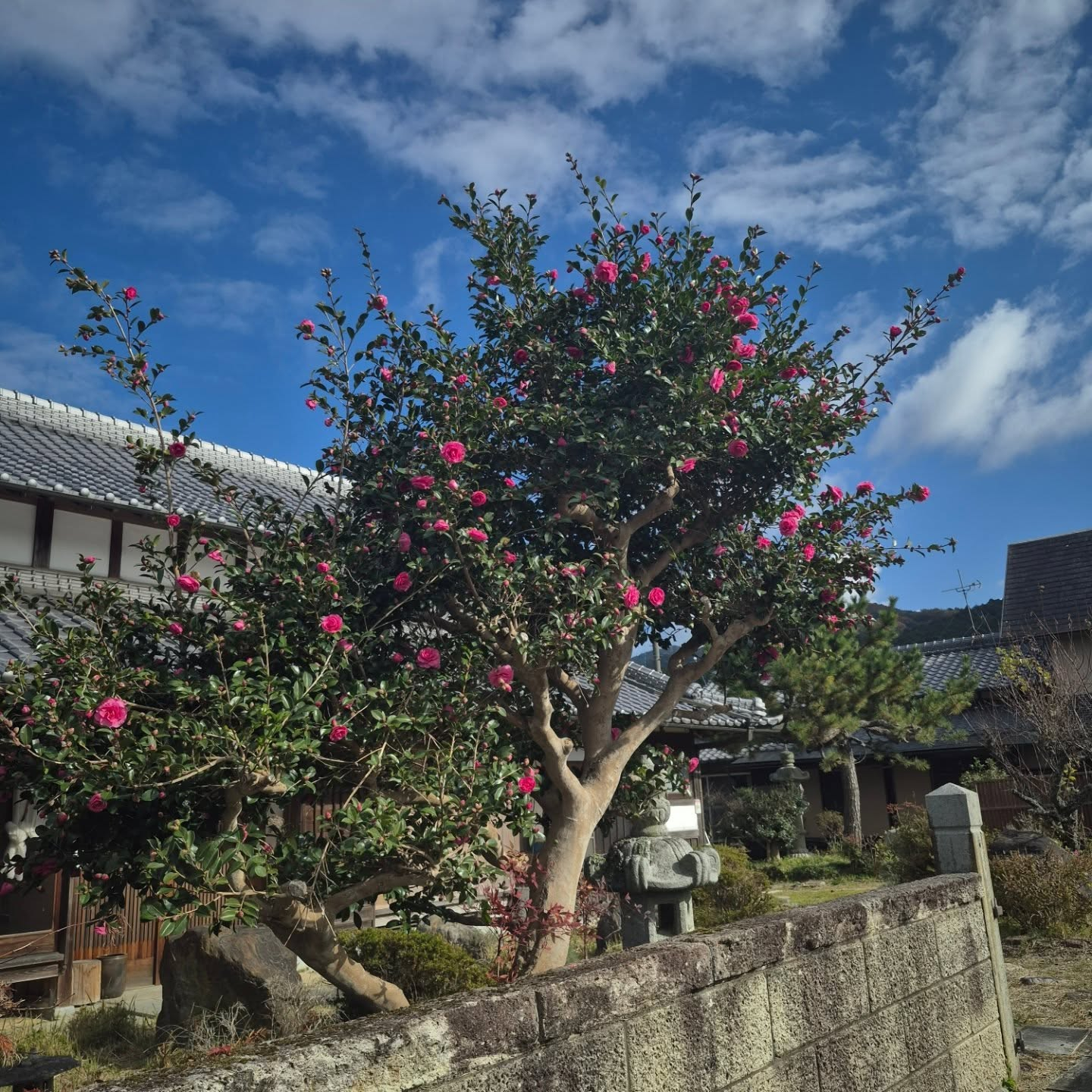 さざんかが咲き出した