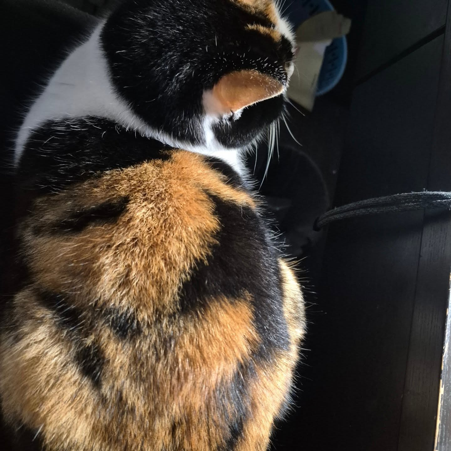 今日も膝の上😍