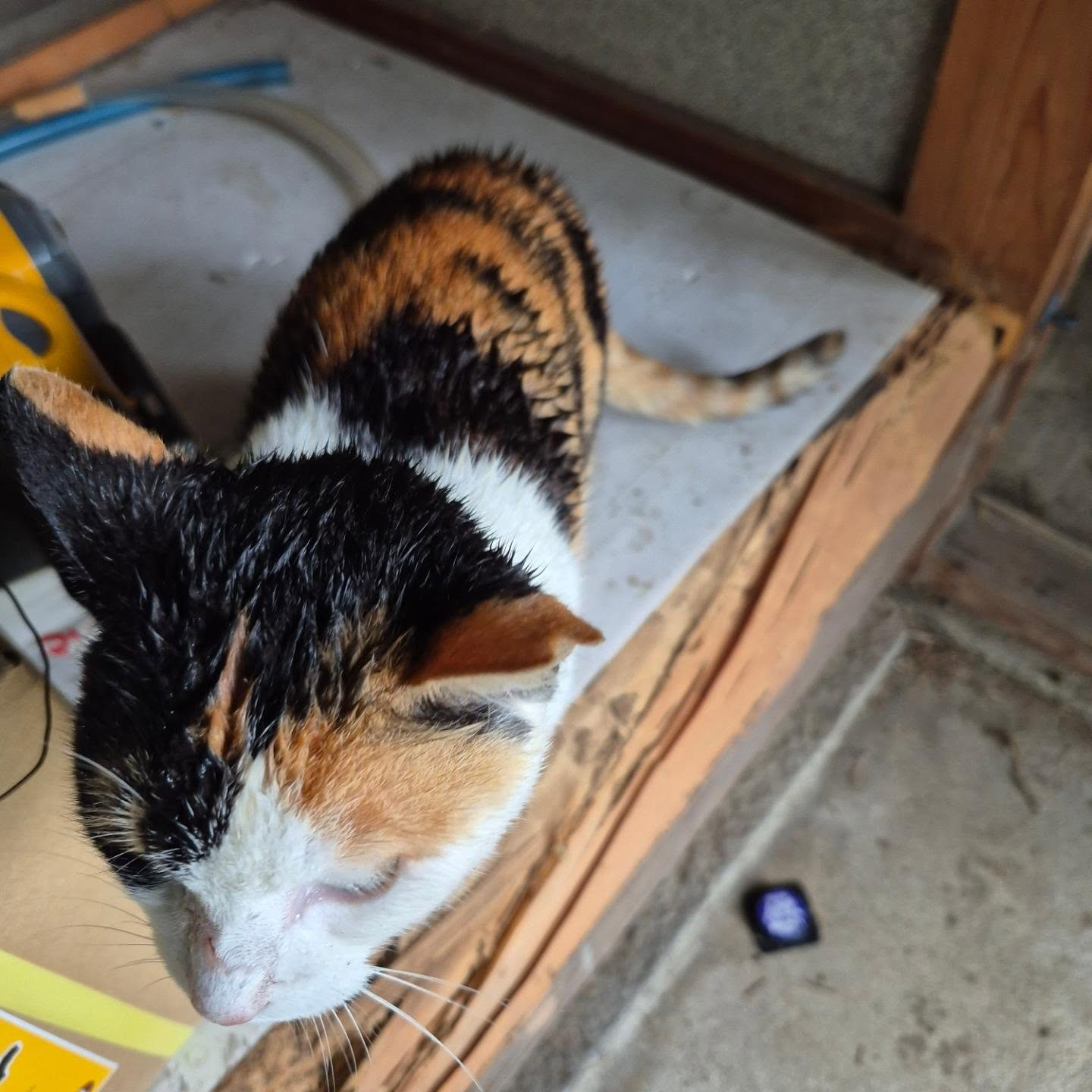 もずくさんは、雨でも外に遊びにいく