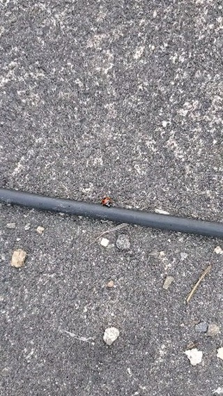 てんとう虫🐞ってこんな早かったっけꉂ🤣𐤔