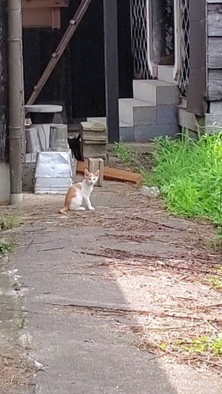 ごはんだけ食べにくる