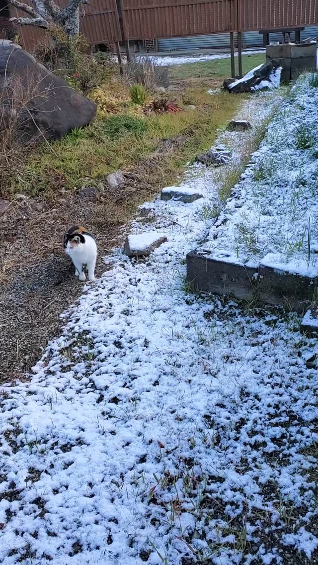 犬は喜び、庭、駆け回り🎵