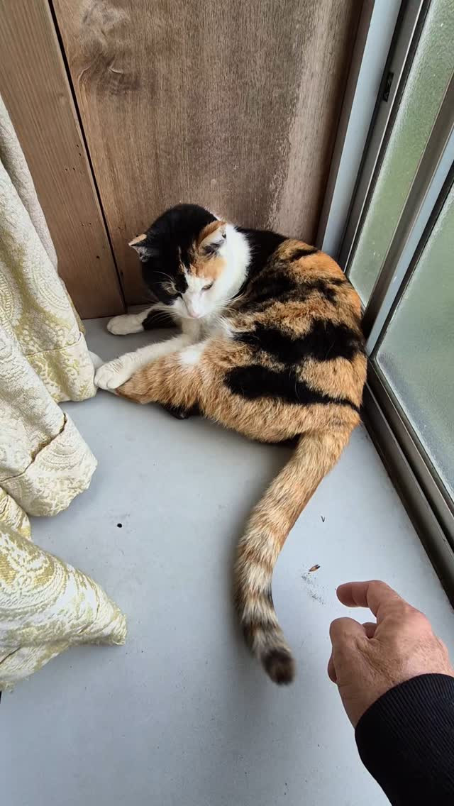 今日もしっぽで遊ばれてます😍