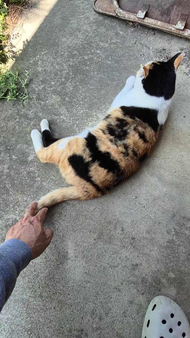 今日もシッポで遊ばれてます😍