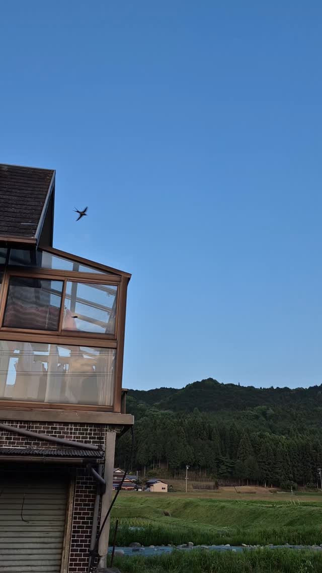 今年もめっちゃツバメきてる😍