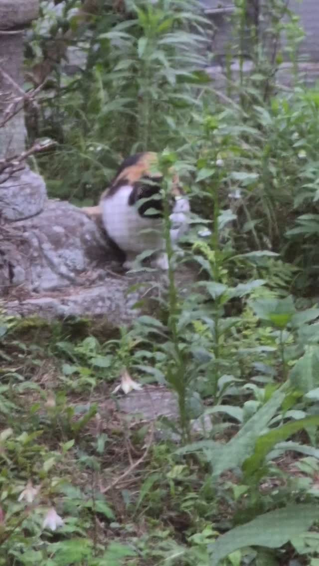 もずくさんはもっかひとりで遊び中ꉂ🤣𐤔