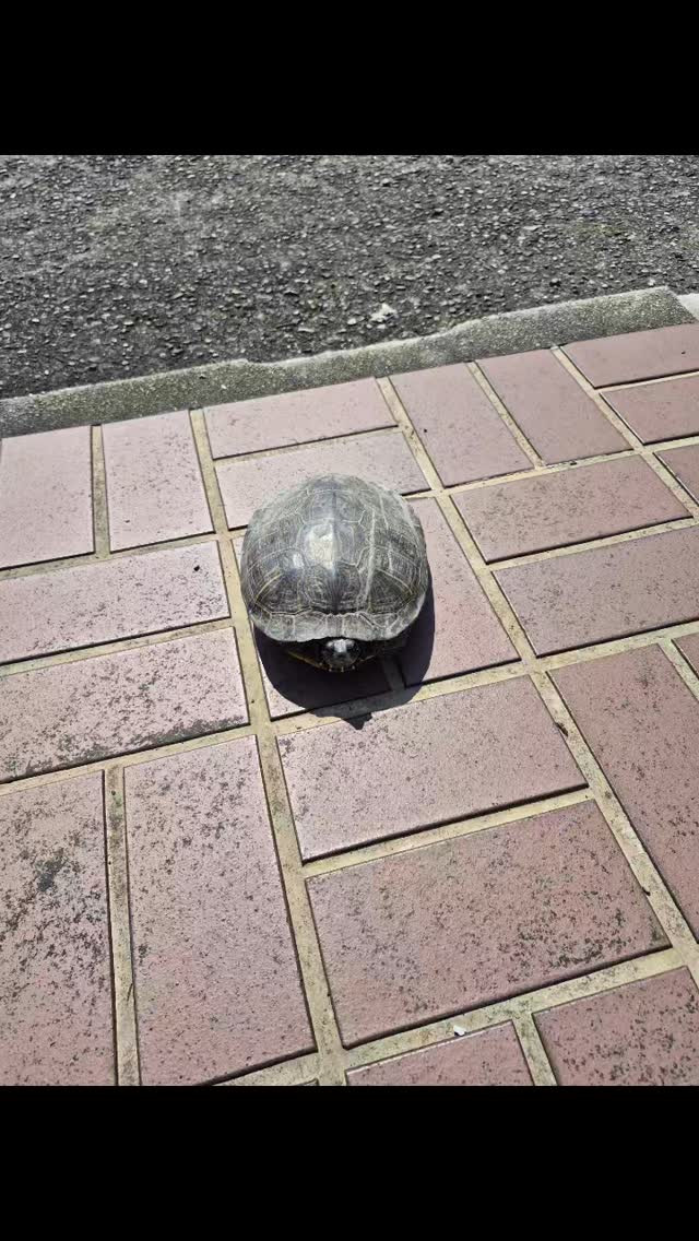 何故だか玄関に亀のいる家ꉂ🤣𐤔ちょっとかわいい