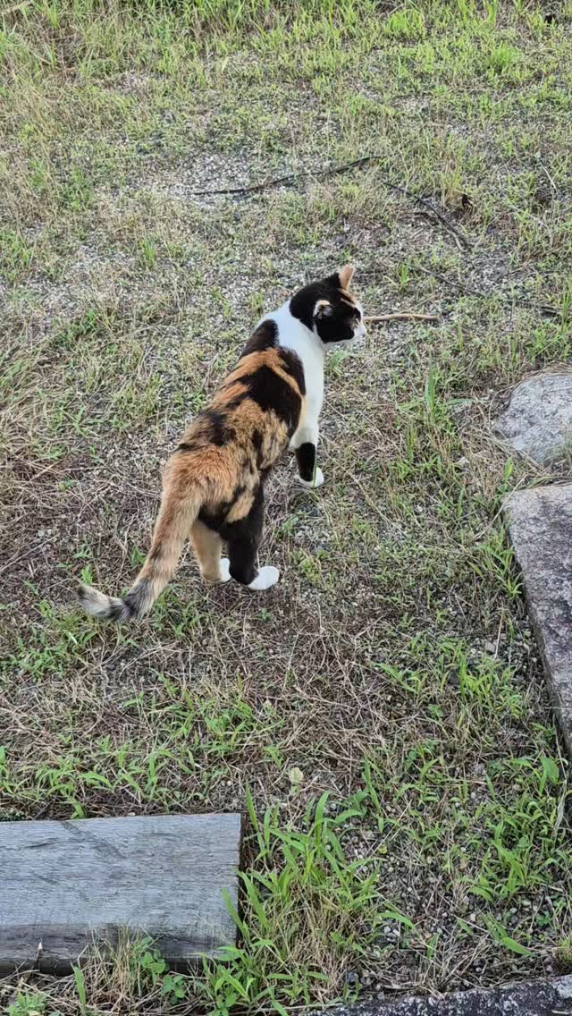 井戸水は飲まずに雨水はのむ🤔