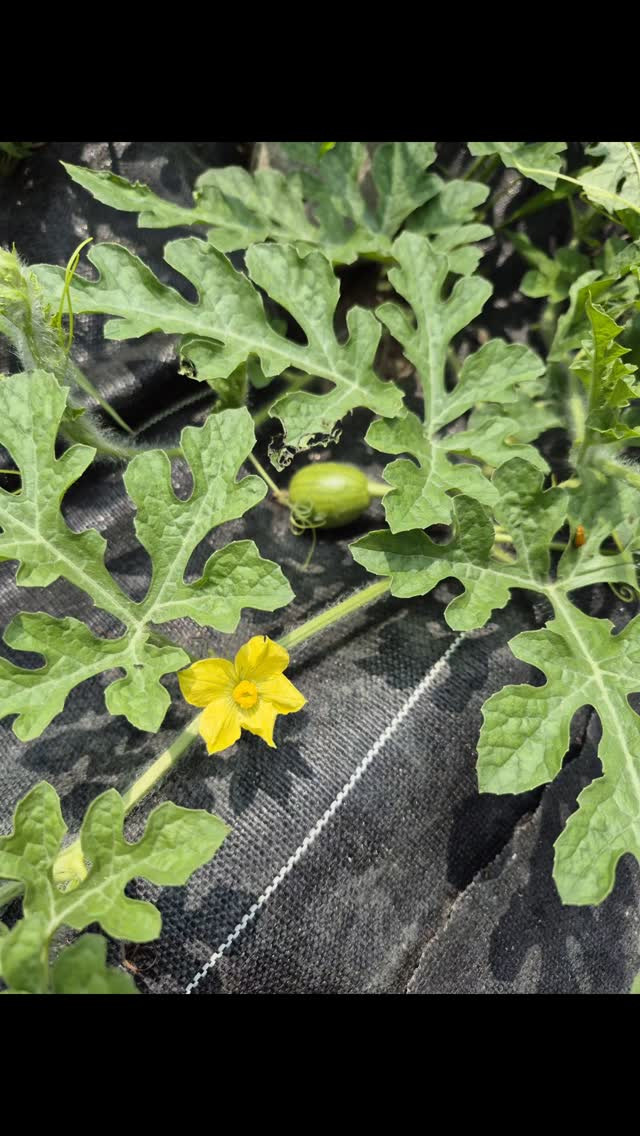 今年もスイカ🍉が出来てきた😍