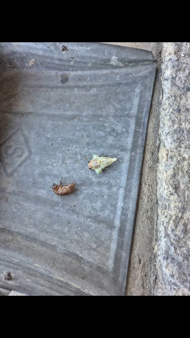 なにやらグロい物がいる………