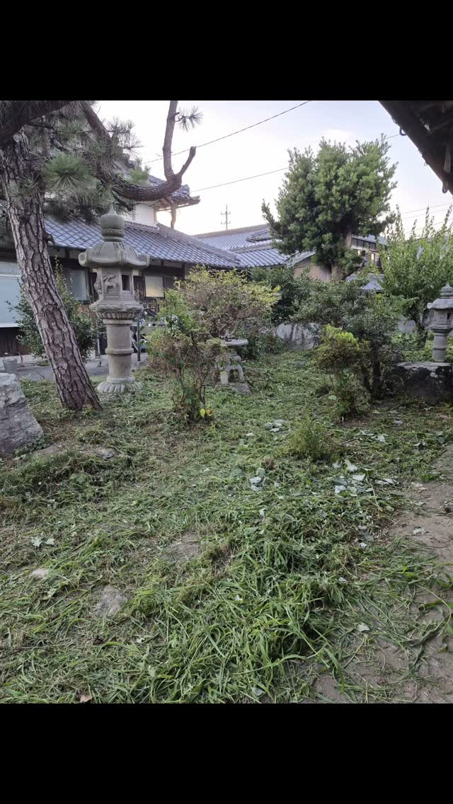 夕方ちょっとだけ草刈り…スッキリした