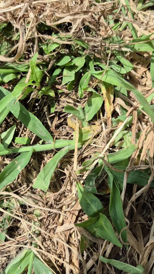 なんかの幼虫がめっちゃ地面掘ってるー☺️