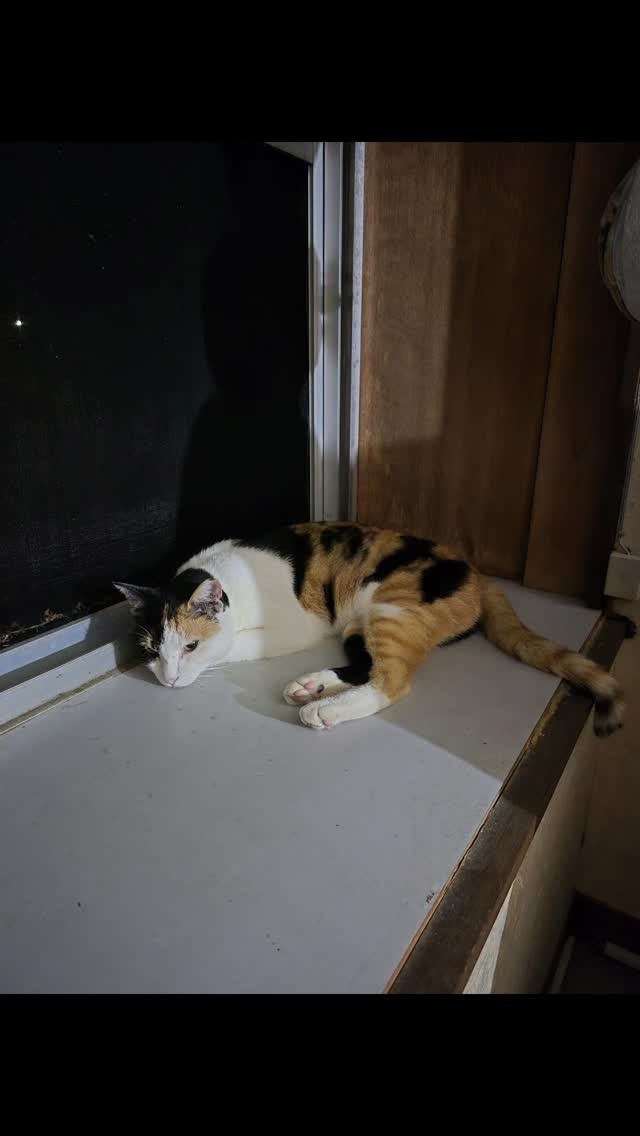 今日はもずくさんの3歳の