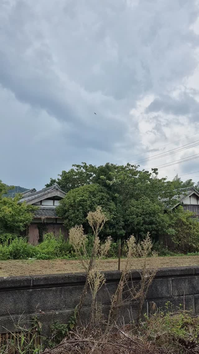 今年も大量のツバメの集合場所になってる😆