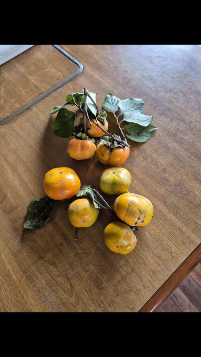 柿なってた…ちょっと早いかなー