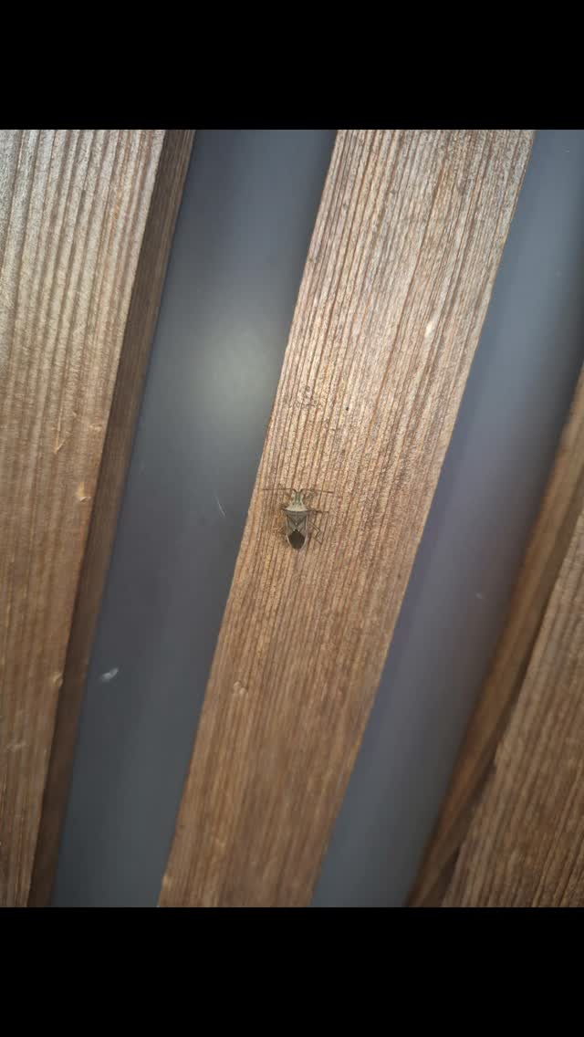 カメムシの赤ちゃん発見🤣