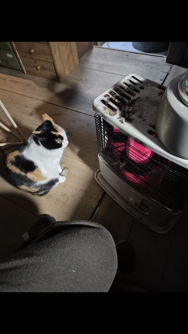 もずくさんは今日もストーブの前🤣