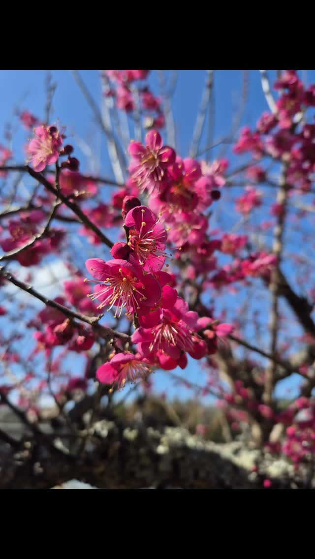 赤い梅と白い梅が咲き出した😊⁡