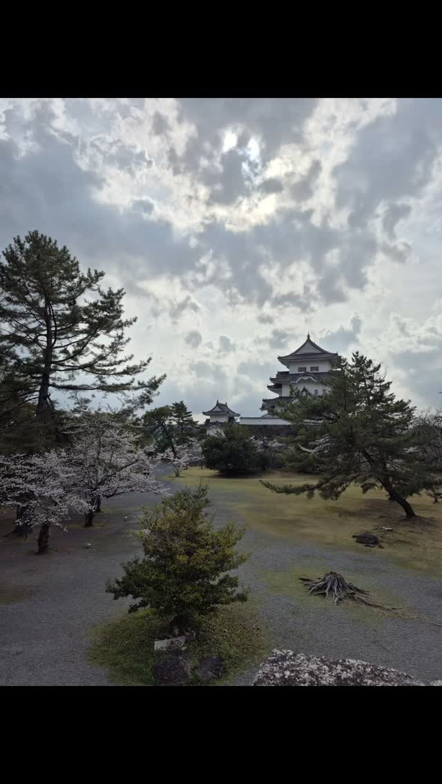 暑いから、桜が満開やなー
