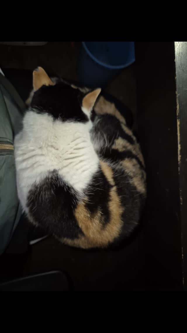 今日は寒いので膝の上にいます😍