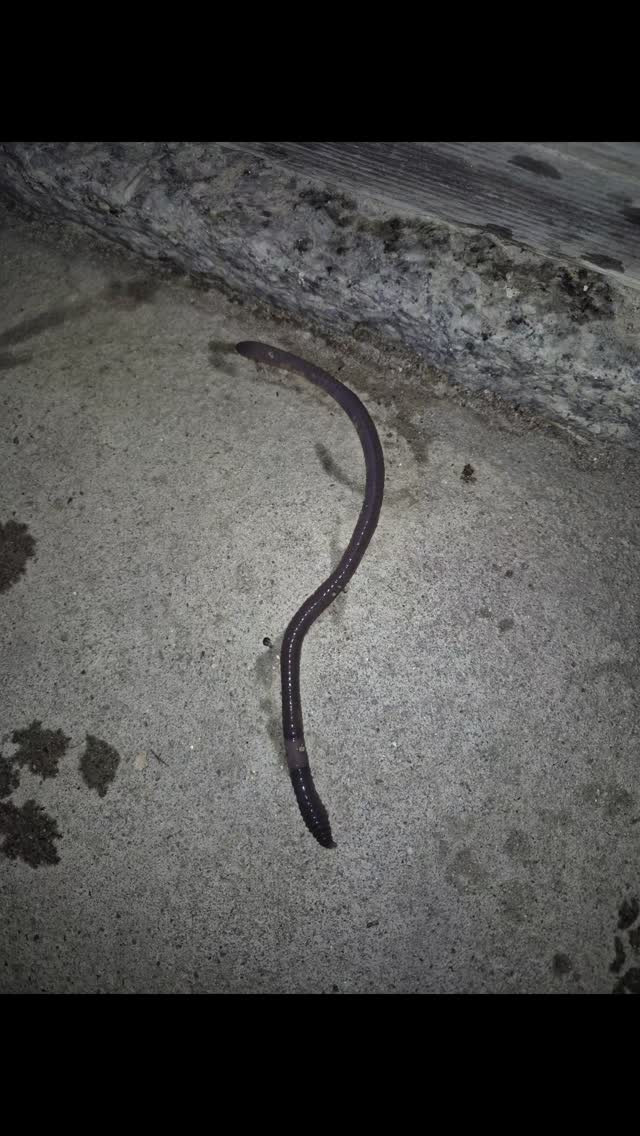 ミミズデカイ😆