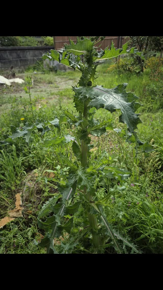 たんぽぽって、こんな太くなるもんかねー😆⁡