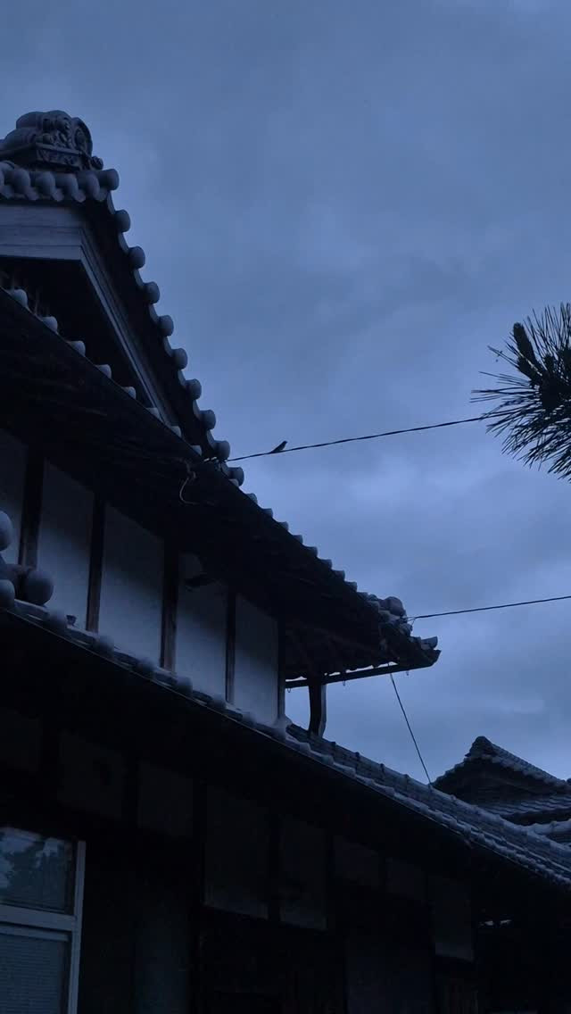 今年は巣をスズメに奪われて巣が無いはず…⁡