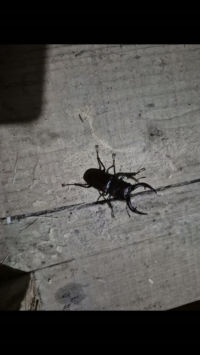 今年はノコギリクワガタのオスが⁡