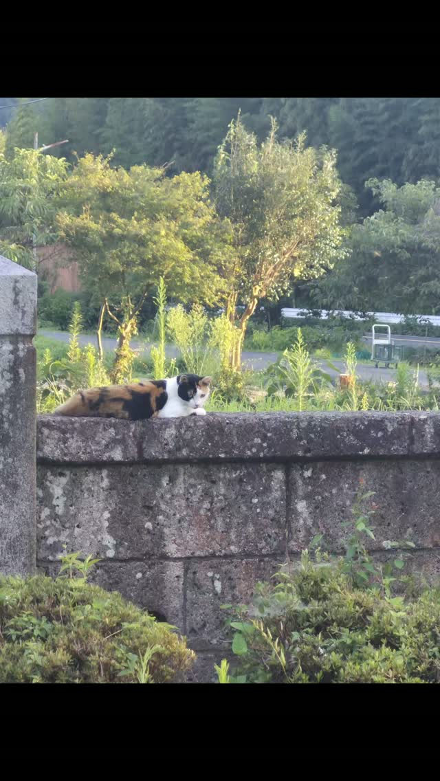 うちの門番は暑いので転がってます😆